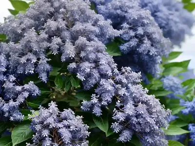 Ceanothus Arboreus ‘Trewithen Blue’ (California Lilac)