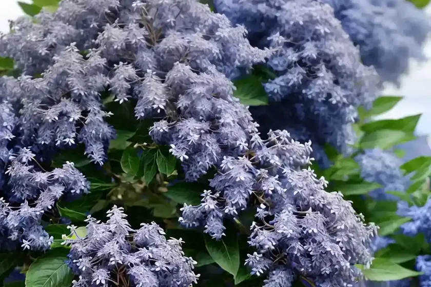 Ceanothus arboreus ‘trewithen blue’ (california lilac)