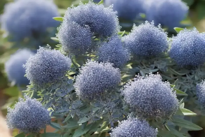 Ceanothus cuneatus (buckbrush) — photo 2