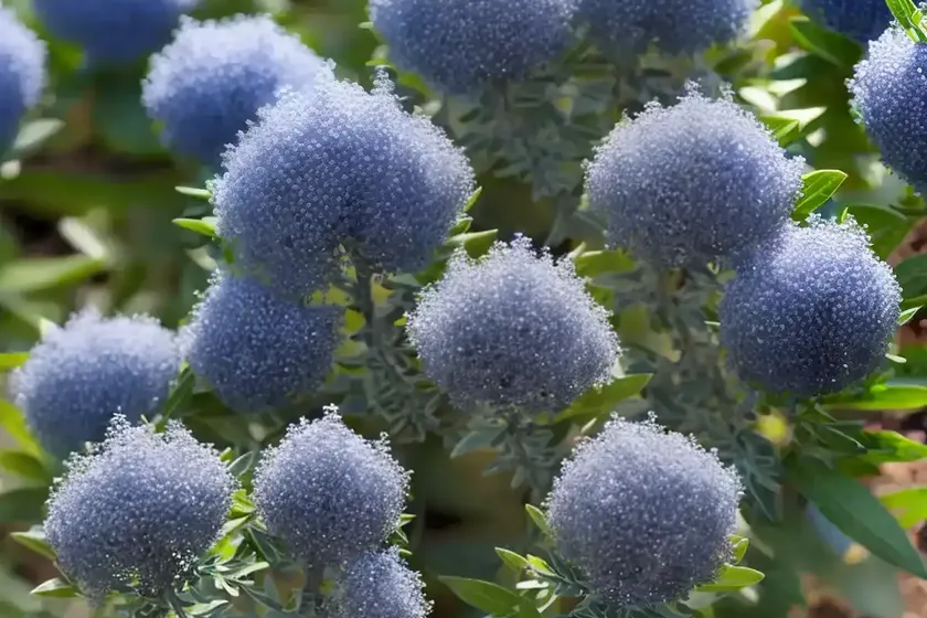 Ceanothus cuneatus (buckbrush) — photo 3