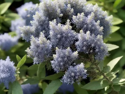 Ceanothus Cuneatus (Buckbrush)
