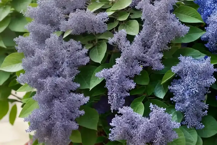 Ceanothus griseus var. horizontalis ‘yankee point’ (californian lilac) — photo 2