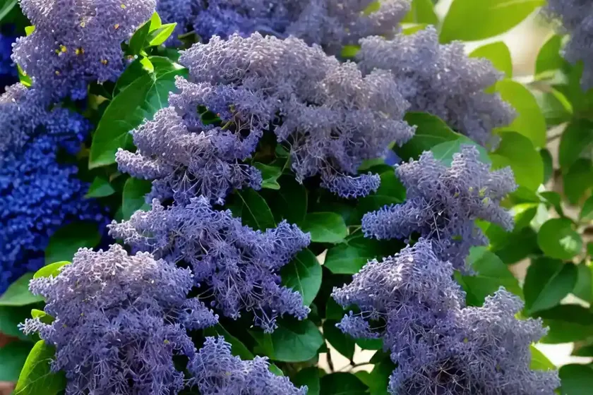 Ceanothus griseus var. horizontalis ‘yankee point’ (californian lilac) — photo 3