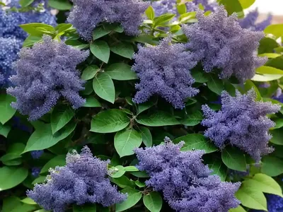 Ceanothus Griseus Var. Horizontalis ‘Yankee Point’ (Californian Lilac)