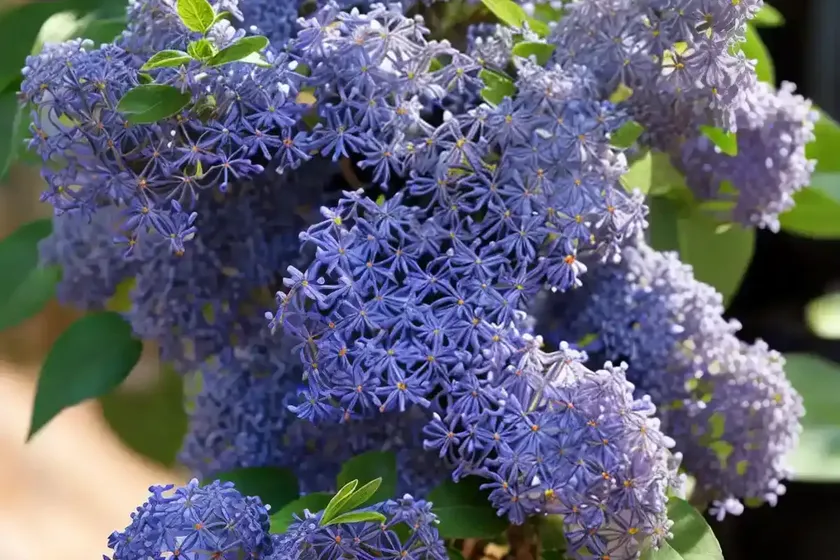 Ceanothus impressus var. nipomensis (arroyo grande lilac) — photo 2