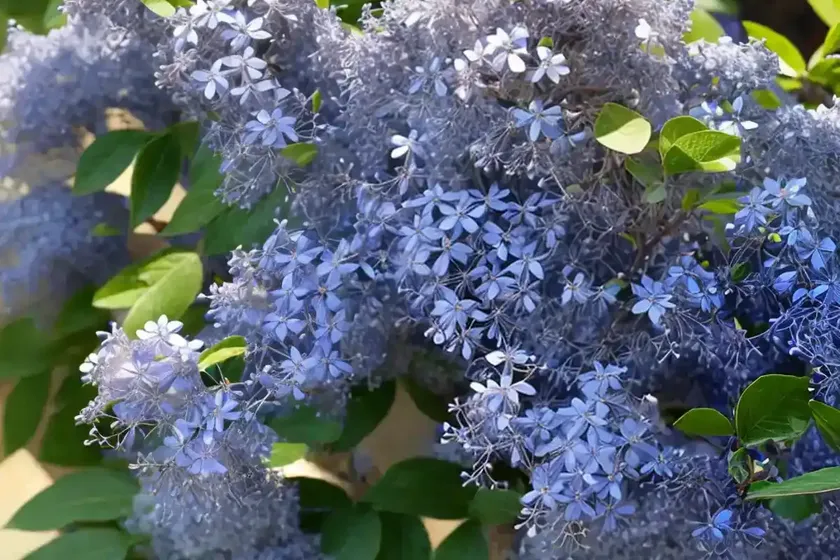 Ceanothus impressus var. nipomensis (arroyo grande lilac) — photo 3