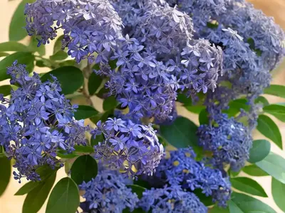 Ceanothus Impressus Var. Nipomensis (Arroyo Grande Lilac)