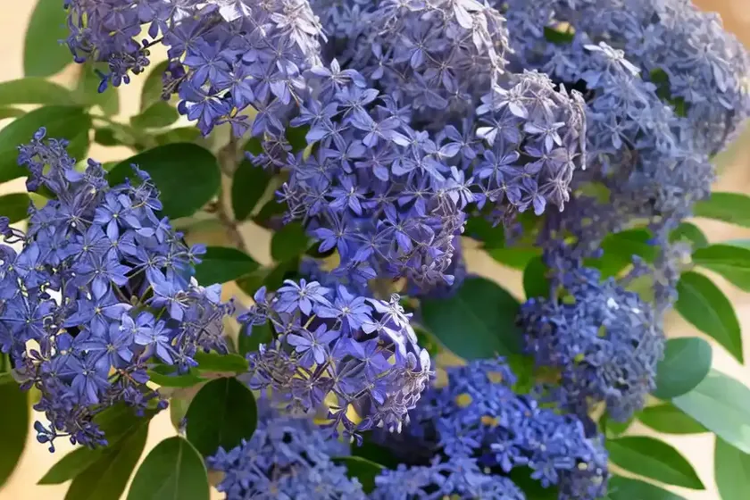 Ceanothus impressus var. nipomensis (arroyo grande lilac)