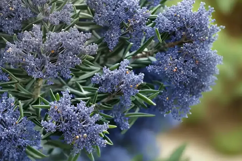 Ceanothus integerrimus (deerbrush) — photo 2