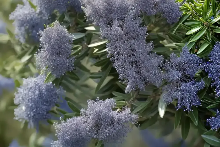 Ceanothus integerrimus (deerbrush) — photo 3