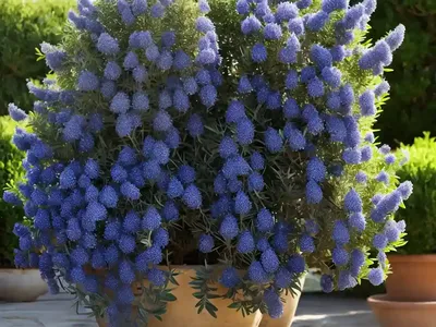 Ceanothus Integerrimus (Deerbrush)