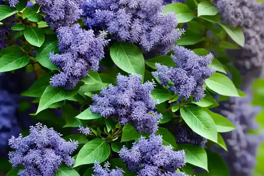 Ceanothus Julia Phelps Small Leaf Mountain Lilac — photo 2