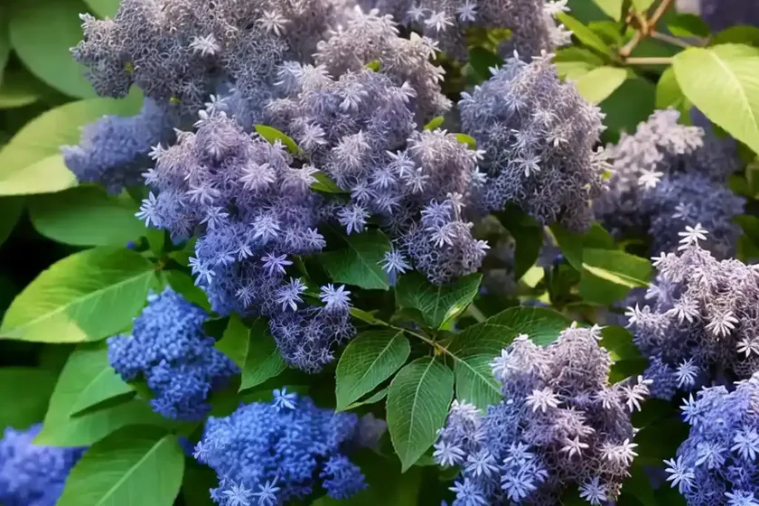 Ceanothus Julia Phelps Small Leaf Mountain Lilac — photo 3