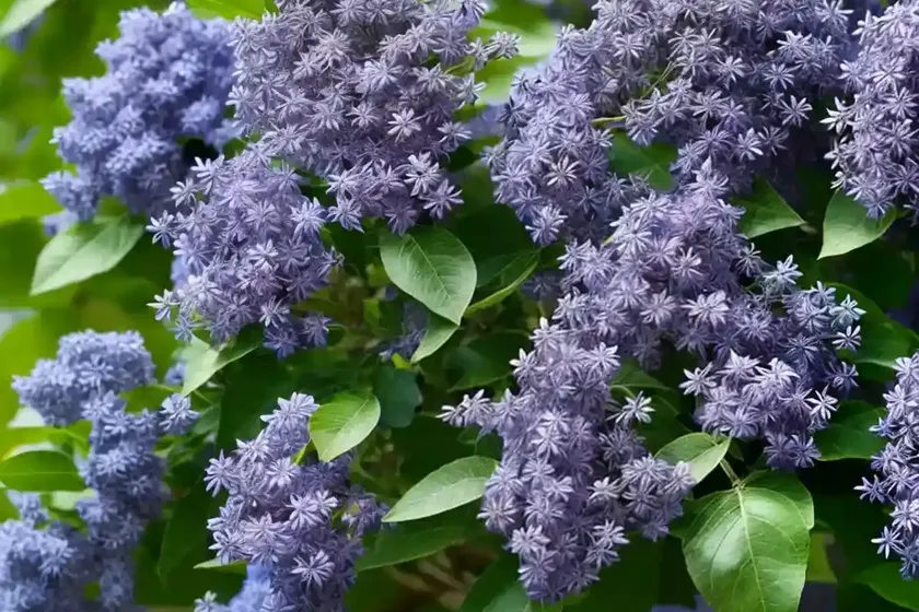 Ceanothus Julia Phelps Small Leaf Mountain Lilac