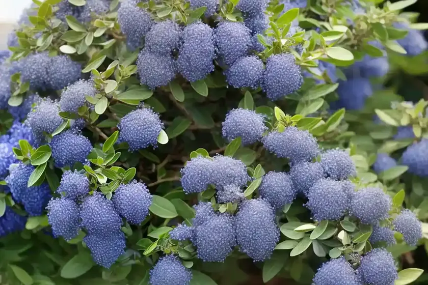 Ceanothus oliganthus (hairy ceanothus) — photo 2