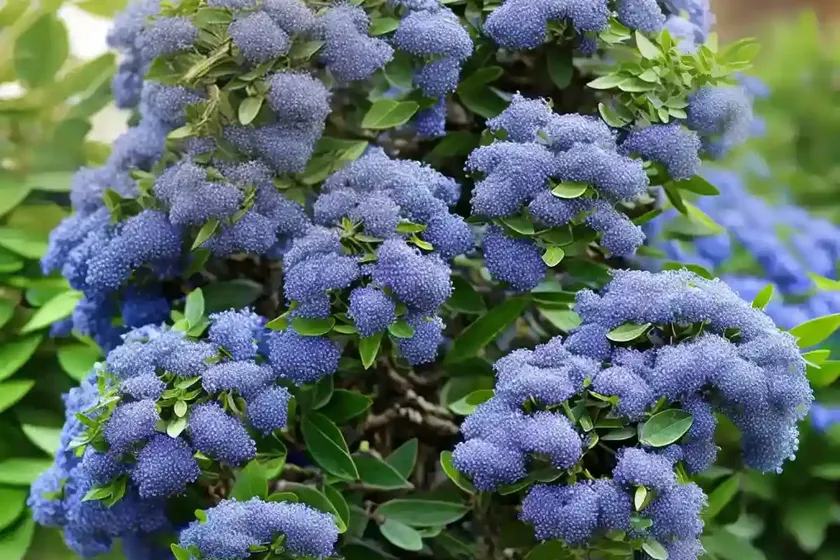 Ceanothus oliganthus (hairy ceanothus) — photo 3