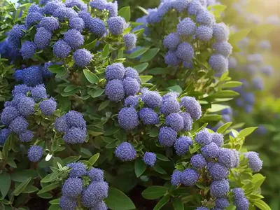 Ceanothus Oliganthus (Hairy Ceanothus)