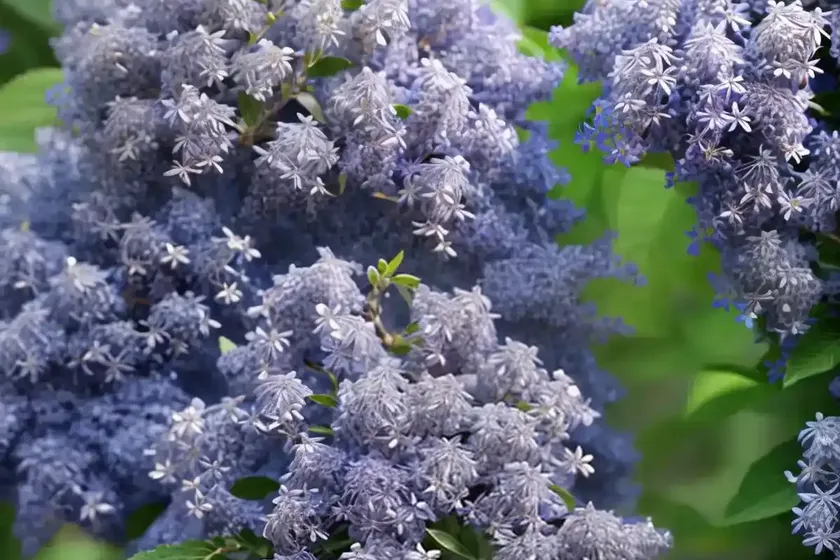 Ceanothus ‘skylark’ (california lilac) — photo 2