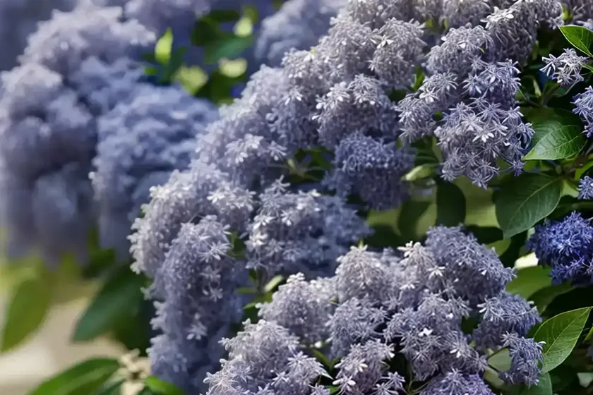 Ceanothus ‘skylark’ (california lilac) — photo 3