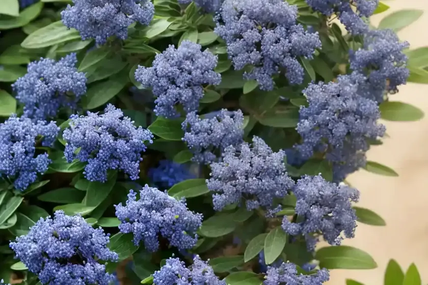 Ceanothus thyrsiflorus (blue blossom) — photo 2