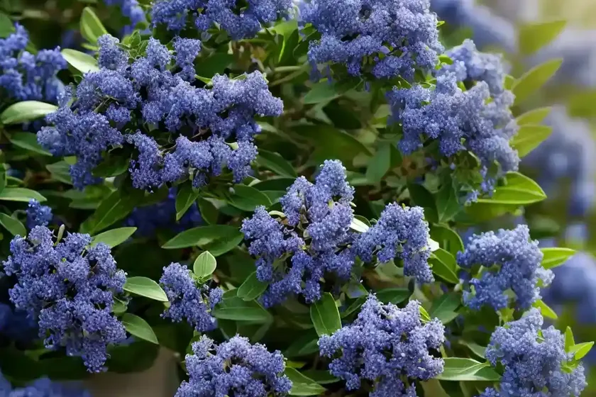 Ceanothus thyrsiflorus (blue blossom) — photo 3