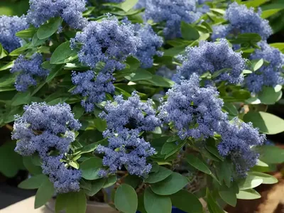 Ceanothus Thyrsiflorus (Blue Blossom)