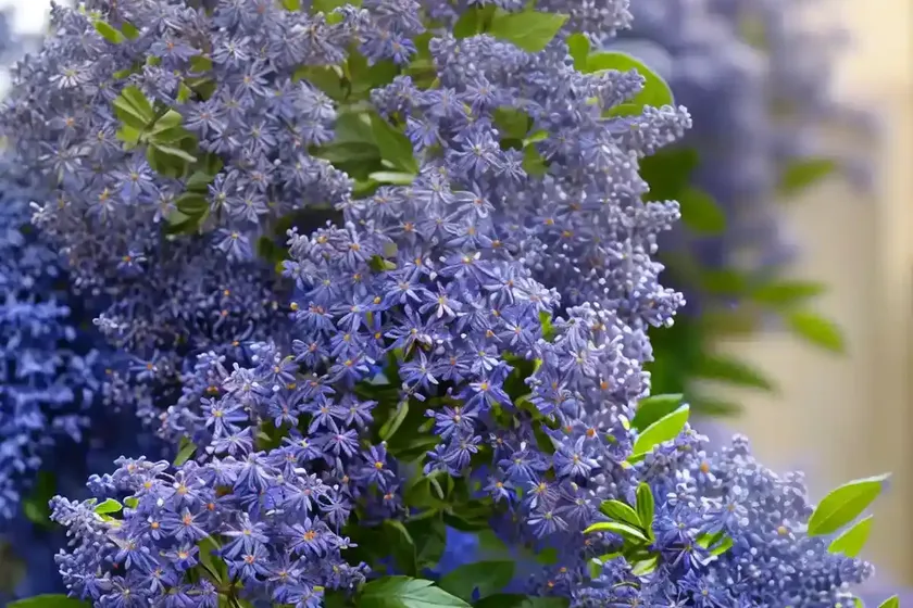 Ceanothus thyrsiflorus ‘snow flurry’ (california lilac) — photo 2