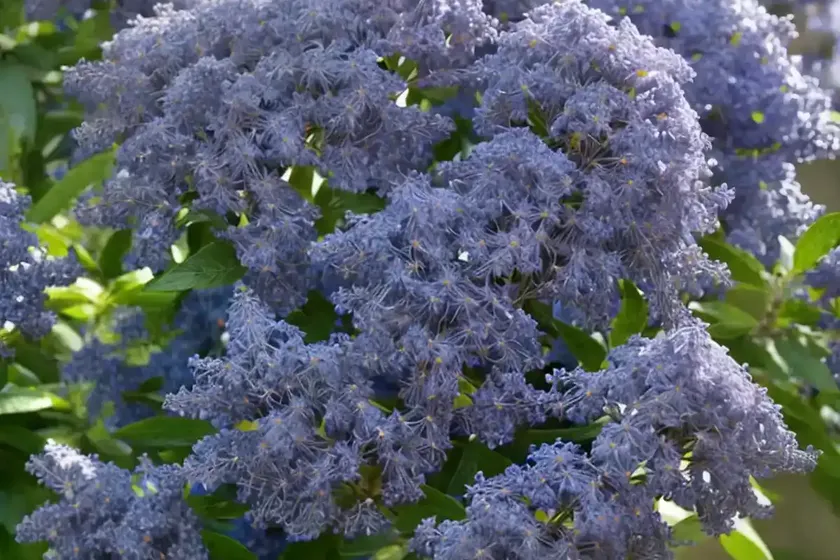 Ceanothus thyrsiflorus ‘snow flurry’ (california lilac) — photo 3