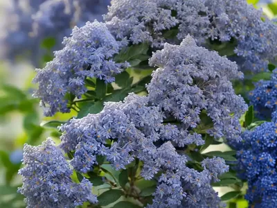 Ceanothus Thyrsiflorus ‘Snow Flurry’ (California Lilac)