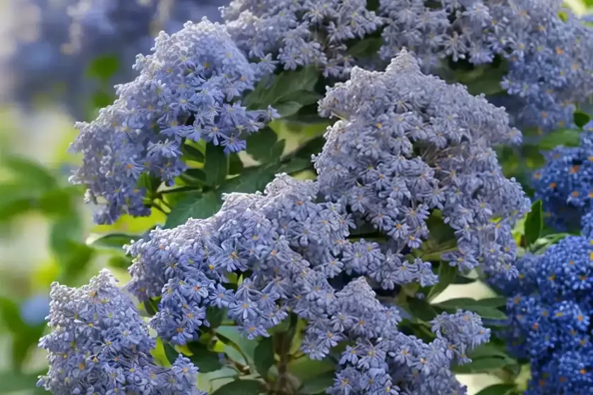 Ceanothus thyrsiflorus ‘snow flurry’ (california lilac)