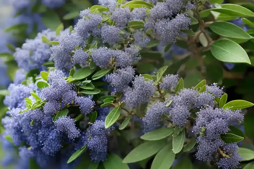 Ceanothus thyrsiflorus var. griseus (carmel ceanothus) — photo 2