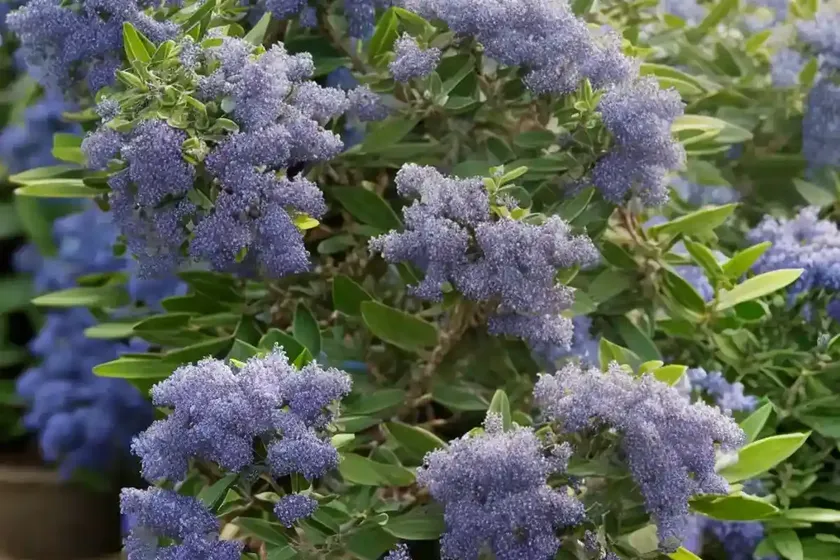 Ceanothus thyrsiflorus var. griseus (carmel ceanothus) — photo 3