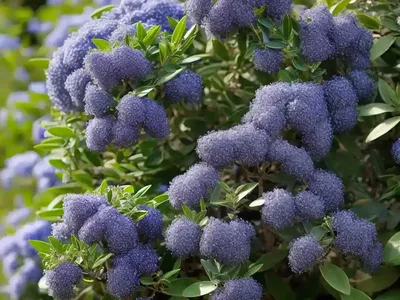 Ceanothus Thyrsiflorus Var. Griseus (Carmel Ceanothus)