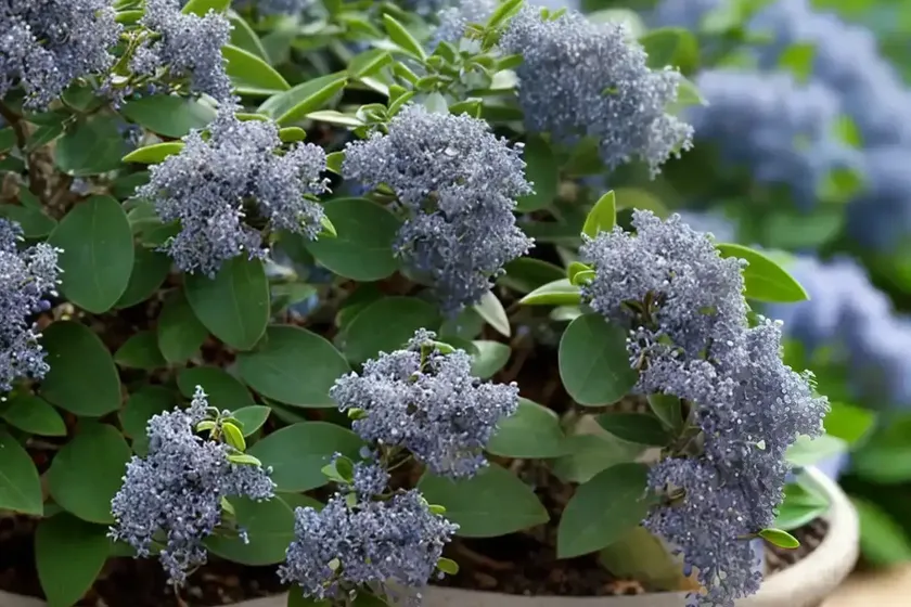 Ceanothus thyrsiflorus var. repens (creeping blue blossom) — photo 2