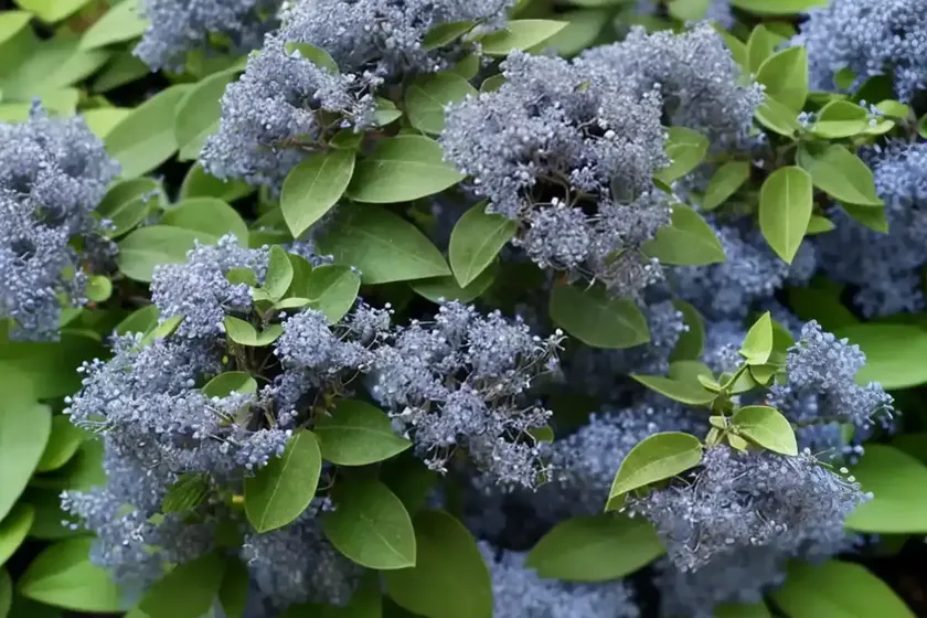 Ceanothus thyrsiflorus var. repens (creeping blue blossom) — photo 3