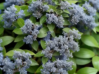 Ceanothus Thyrsiflorus Var. Repens (Creeping Blue Blossom)