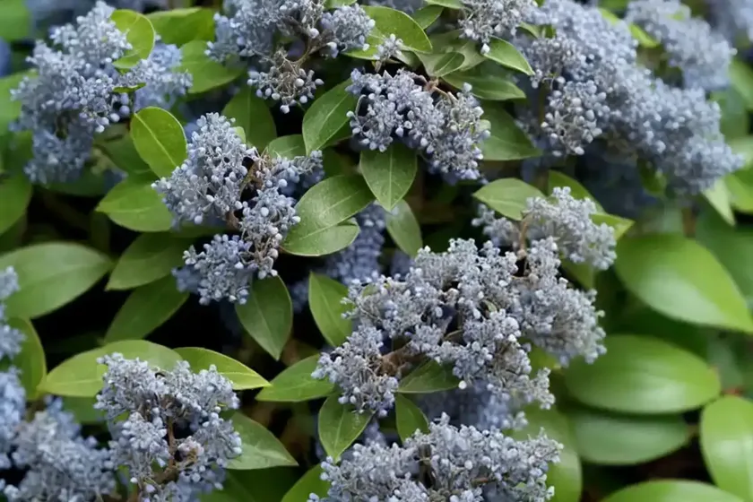 Ceanothus thyrsiflorus var. repens (creeping blue blossom)