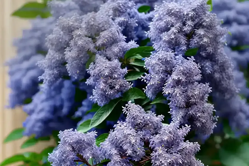 Ceanothus ‘tuxedo’ (california lilac) — photo 2