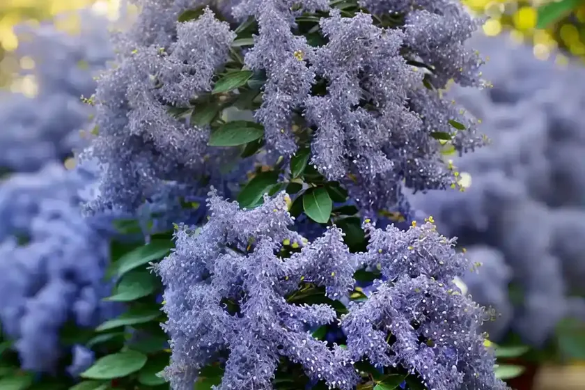 Ceanothus ‘tuxedo’ (california lilac) — photo 3