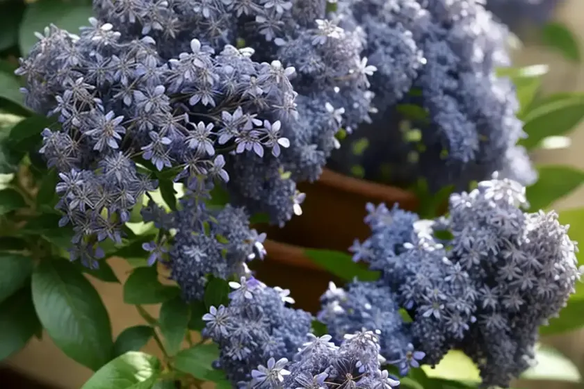 Ceanothus x pallidus ‘marie simon’ (california lilac) — photo 2