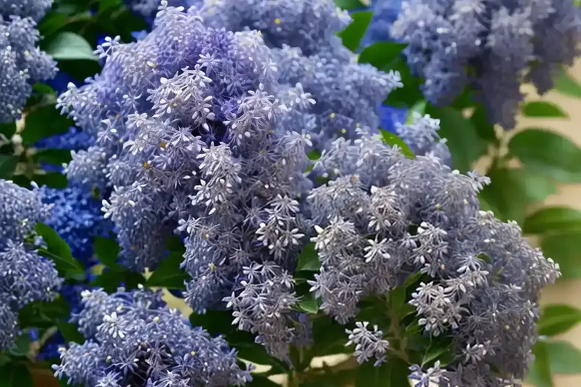 Ceanothus x pallidus ‘marie simon’ (california lilac) — photo 3