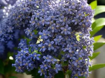 Ceanothus X Pallidus ‘Marie Simon’ (California Lilac)