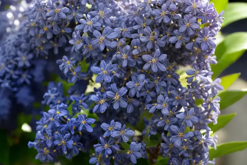Ceanothus x pallidus ‘marie simon’ (california lilac)