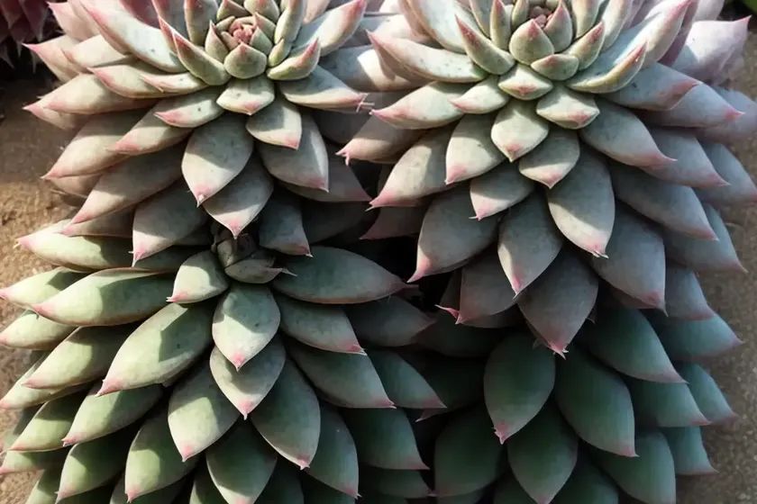 Cebenese (sempervivum arachnoideum ‘cebenese’) — photo 3