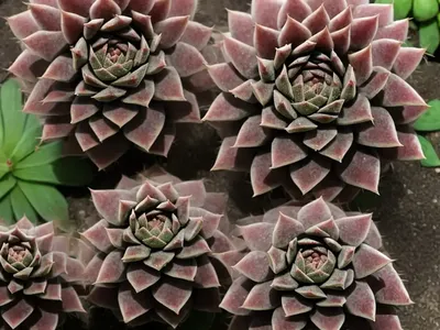 Cebenese (Sempervivum Arachnoideum ‘Cebenese’)