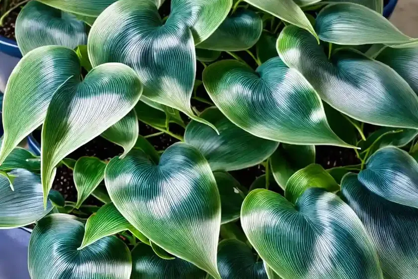 Cebu blue (epipremnum pinnatum ‘cebu blue’) — photo 2