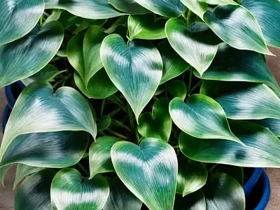 Cebu Blue (Epipremnum Pinnatum ‘Cebu Blue’)