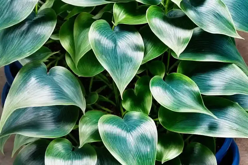 Cebu blue (epipremnum pinnatum ‘cebu blue’)