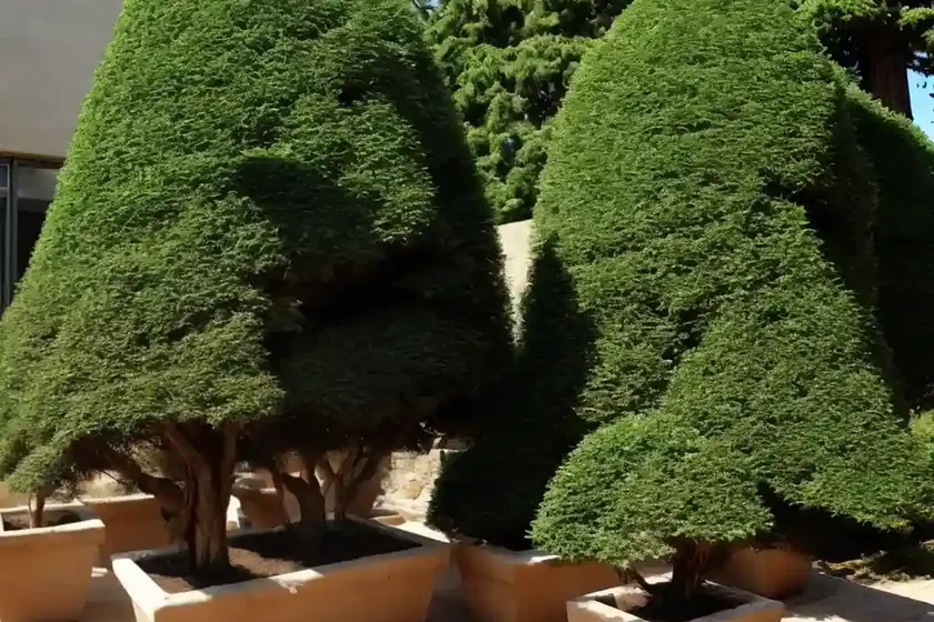Cedar Of Lebanon (Cedrus Libani) — photo 2