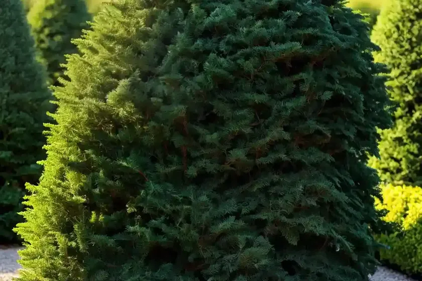 Cedar of lebanon (cedrus libani ‘hedgehog’) — photo 2